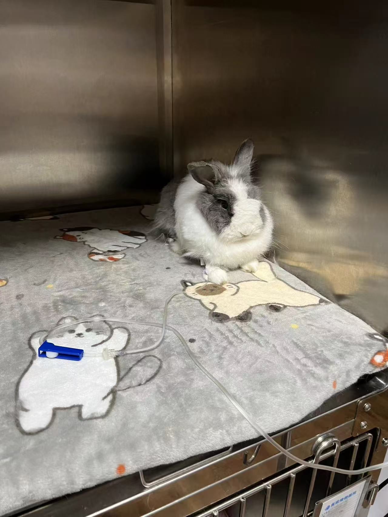 The rabbit when it first arrived