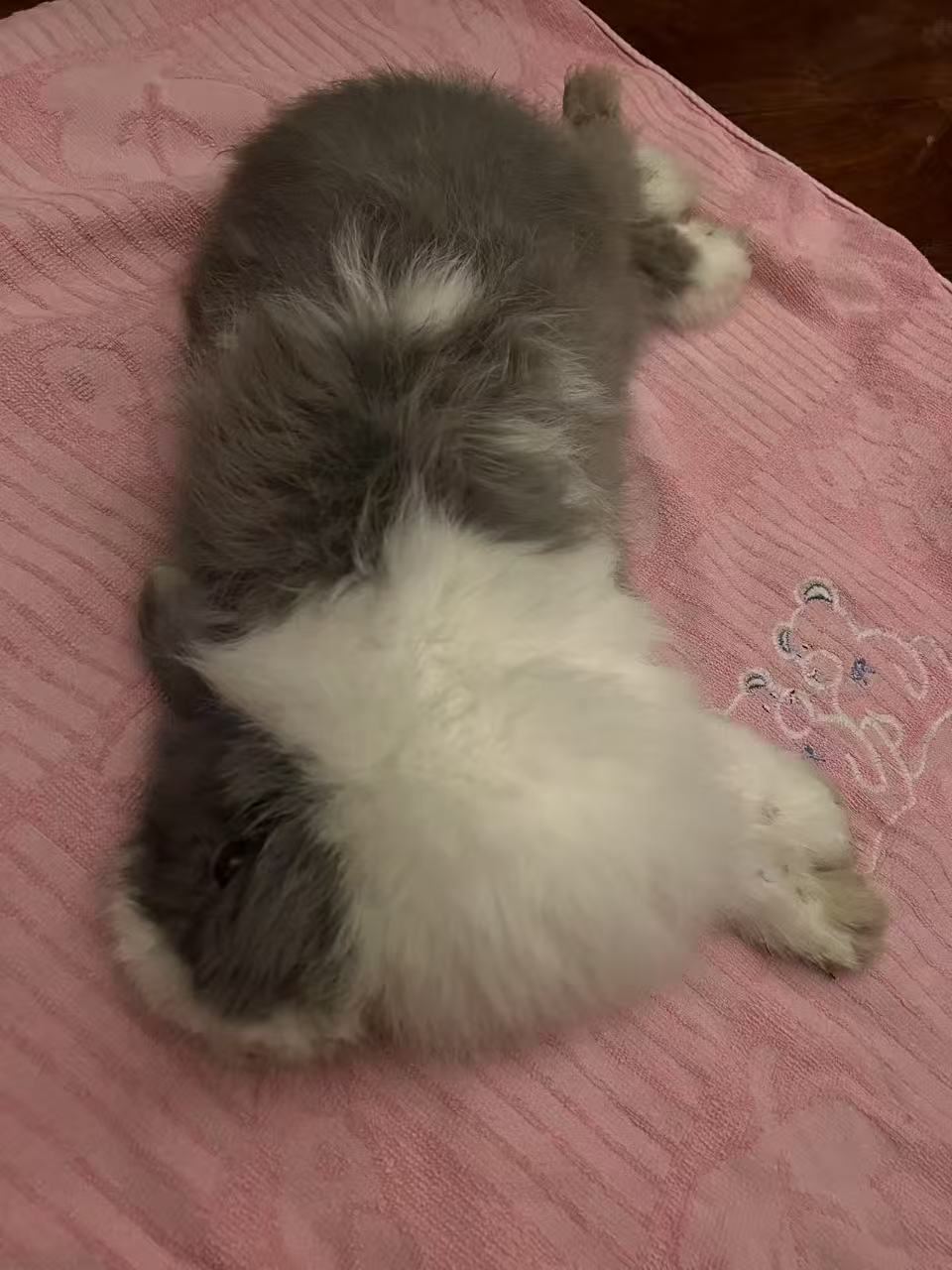 The rabbit resting at home