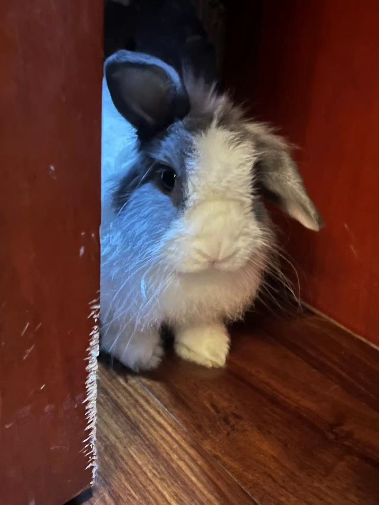 A black and white photo of the rabbit